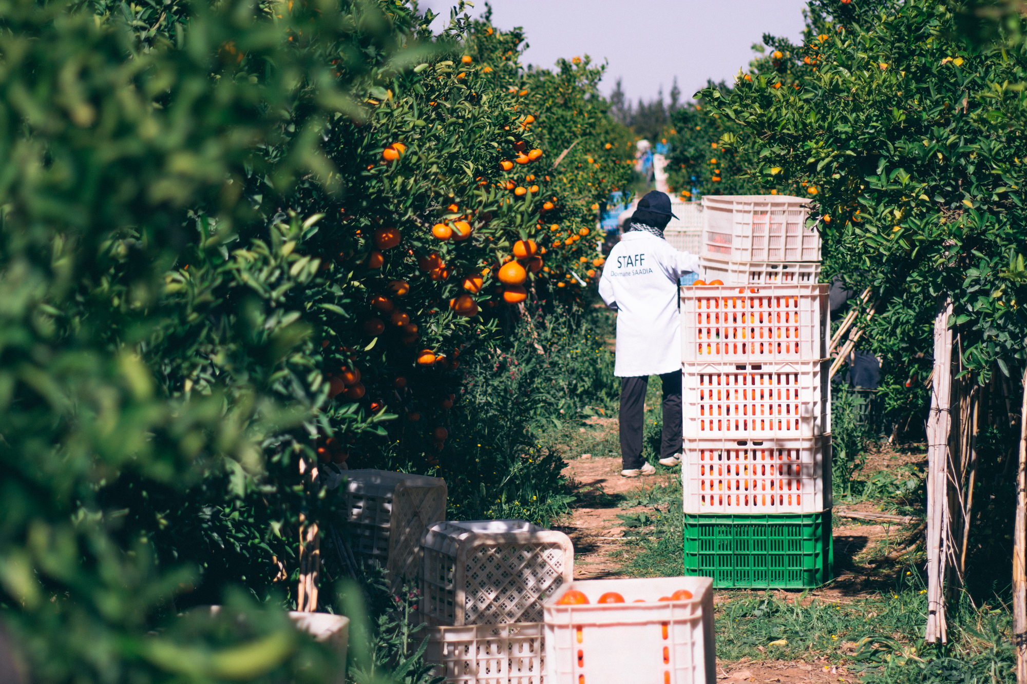 Agriculture écoresponsable : Alliance capitalistique entre Atlas Fruits Company et Mirova